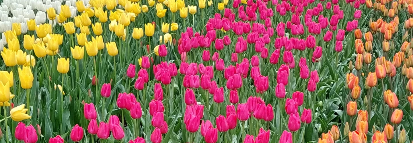 colorful tulips